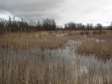 1535 moerasgebied nabij Hezelstraat, 06-02-2007