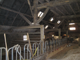3239 stal met koeien hallehuisboerderij aan Pas 6 te Afferden, 15-03-2012