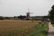 3247 Molen De Drie Waaien met op de voorgrond een maisveld, 21-09-2009