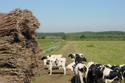 4590 koeien naast stapel riet en sloot, 05-09-2003