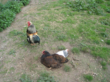 5259 kippen op het landgoed De Doornik, 24-04-2008
