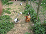 5260 kippen achter gaas op landgoed De Doornik, 24-04-2008