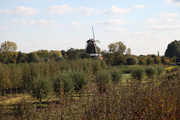 7718 molen De Zwaluw in de verte achter bomen, 14-10-2009