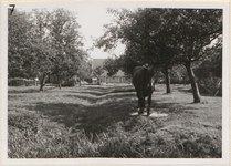  De boomgaard van de boerderij Lust in Vrede