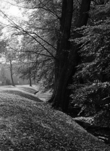 82438 Gezicht op een boom in de groenstrook naast de Koningslaan te Utrecht, uit het noorden.