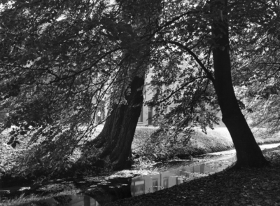 120207 Gezicht op twee bomen in de groenstrook naast de Koningslaan te Utrecht, ter hoogte van nr. 40, uit het noordwesten.