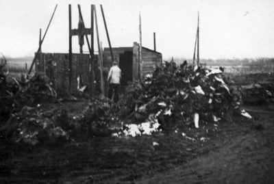 25509 Afbeelding van het kloven van stobben (boomstronken) te Amerongen.