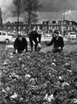 72273 Afbeelding van enkele medewerkers van de Plantsoenendienst tijdens het poten van bloembollen op de rotonde in de ...