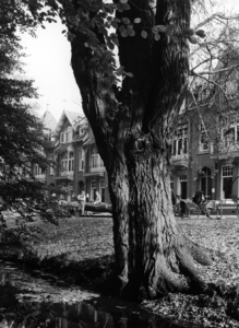 82585 Gezicht op een boom in de groenstrook naast de Koningslaan te Utrecht, uit het zuidwesten; op de achtergrond de ...