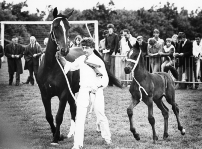 102787 Afbeelding van het voorleiden van een merrie met veulen door een monsterknecht tijdens de Centrale Merriekeuring ...
