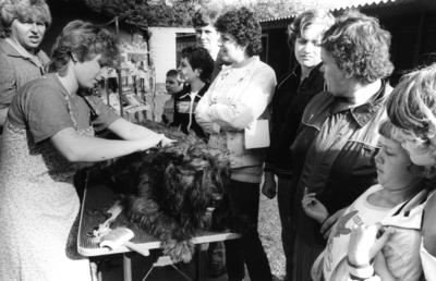 103037 Afbeelding van het trimmen van een hond tijdens het Dierfestival in het Stichts Asyl voor Dieren (Oude ...