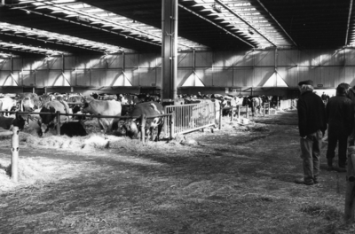 103618 Gezicht in de veemarkthallen (Sartreweg 1) te Utrecht, met rundvee dat uit de Tieler- en Bommelerwaard ...