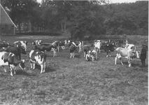11448 Eelde : Vosbergen : weiland met koeien, ca 1930