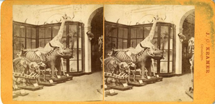 28 Broerstraat : Academiegebouw : interieur : het museum voor natuurlijke historie / Kramer, J.G., 1870