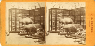 29 Broerstraat : Academiegebouw : interieur : het museum voor natuurlijke historie / Kramer, J.G., 1870